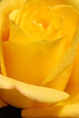 webassets/Yellowrose1.jpg