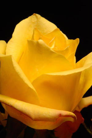 webassets/Yellowrose2.jpg